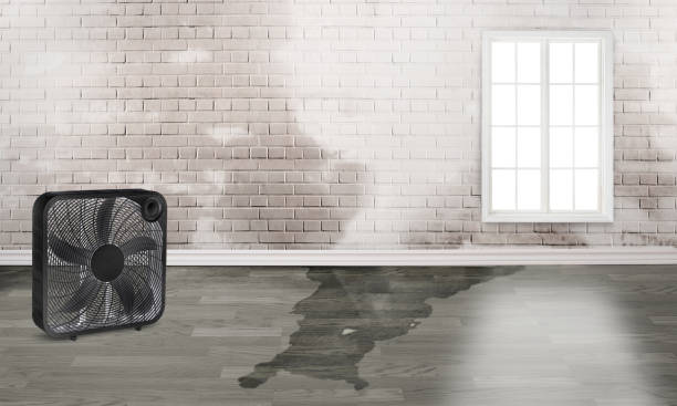 Best Water damage restoration mold remediation  in Hawthorne, NJ